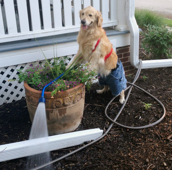 i-have-no-idea-what-im-doing-dog-bailey-8 i-have-no-idea-what-im-doing-dog-bailey-8