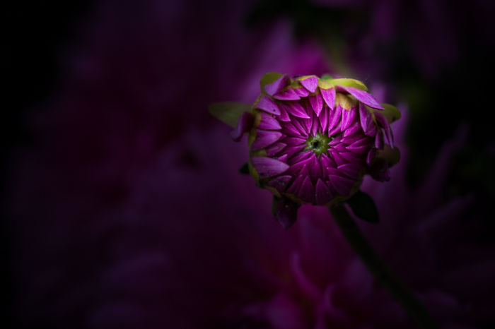 Unique Flower Photography Unlike Anything You’ve Seen Before