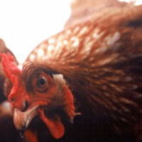 alexisderoode avatar