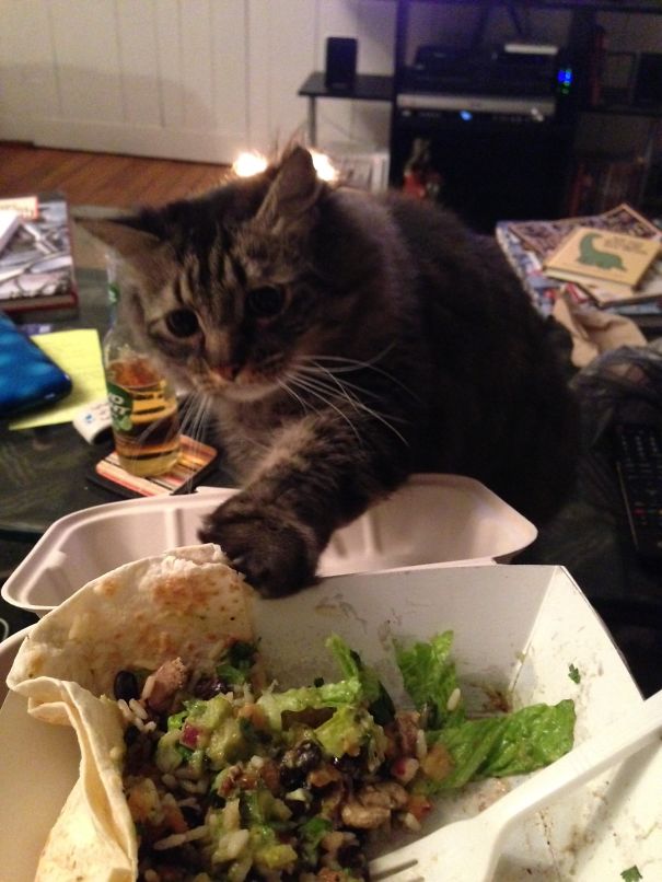 I Can Haz Quesadilla?