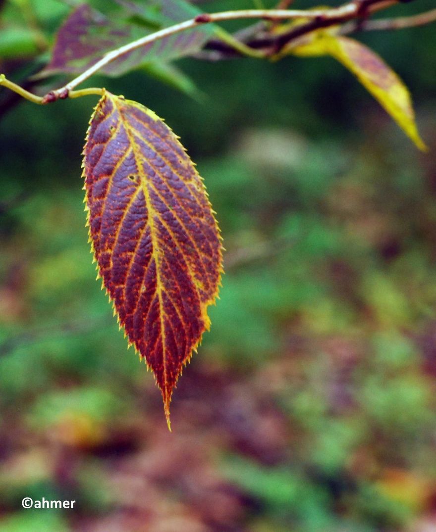 Autumn Is All About Colors