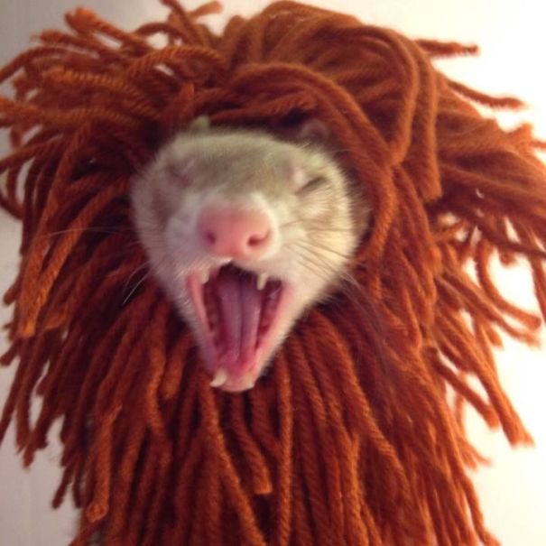 Griff The Lion Ferret