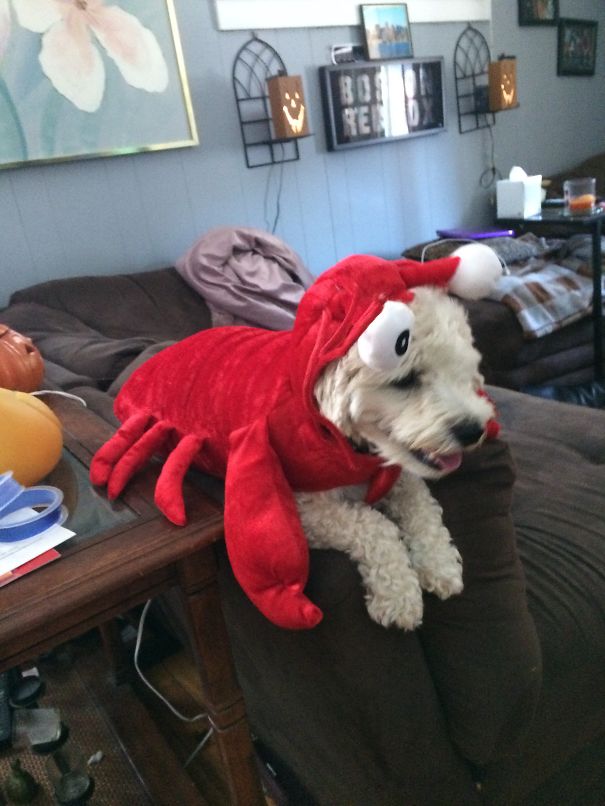 Rock Lobster