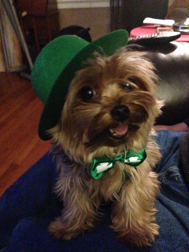 Darby The Leprechaun!