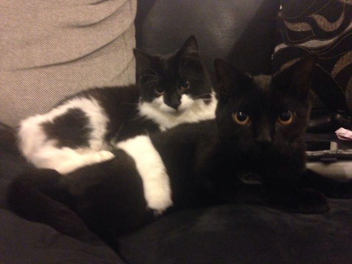 Boy Band Style Brothers Pose!