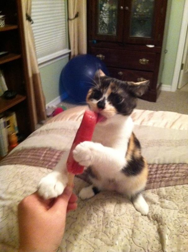 Kitty Gets Strong Grip On Chilly Treat