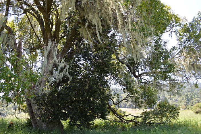 Point Reyes, California