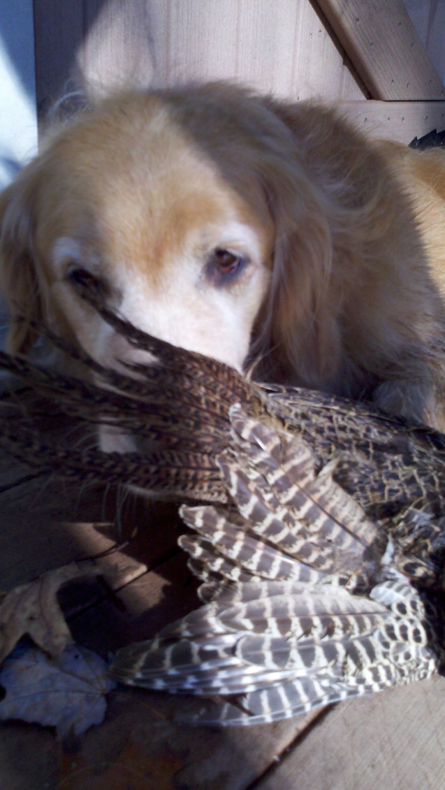 Willow And Her Pheasant