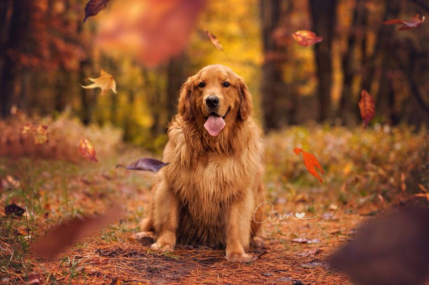 Fall Golden