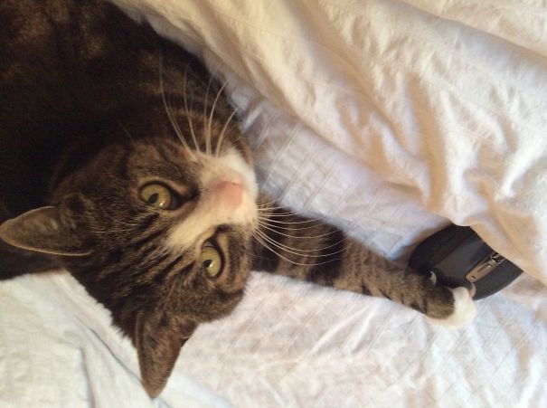 My Mouse, I Cought It!!