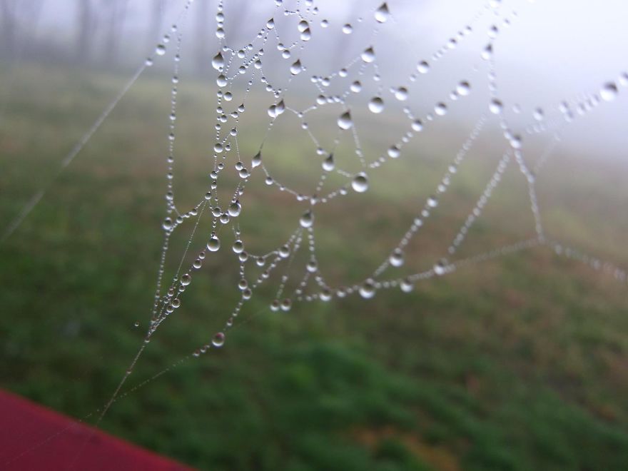 Wet Web