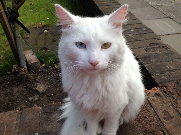 Captured This Cat With Heterochromia On My Way Home From Work