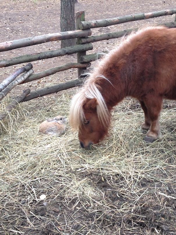 This Cute Couple Sharing Hay On A Cold Autumn Day