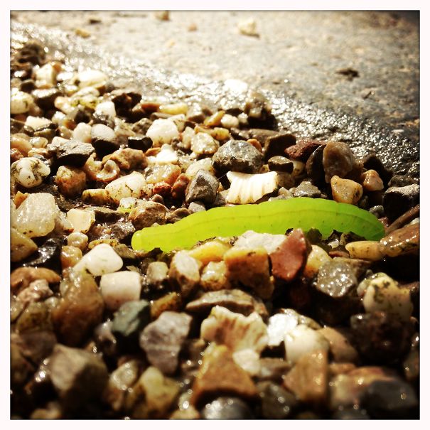 Found This Little Guy In My Pocket