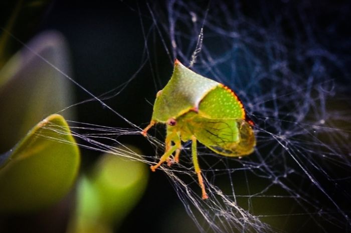 Green Leaf Looking Bug