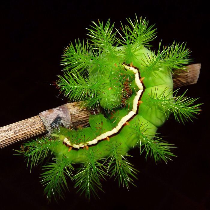 Io Moth Caterpillar