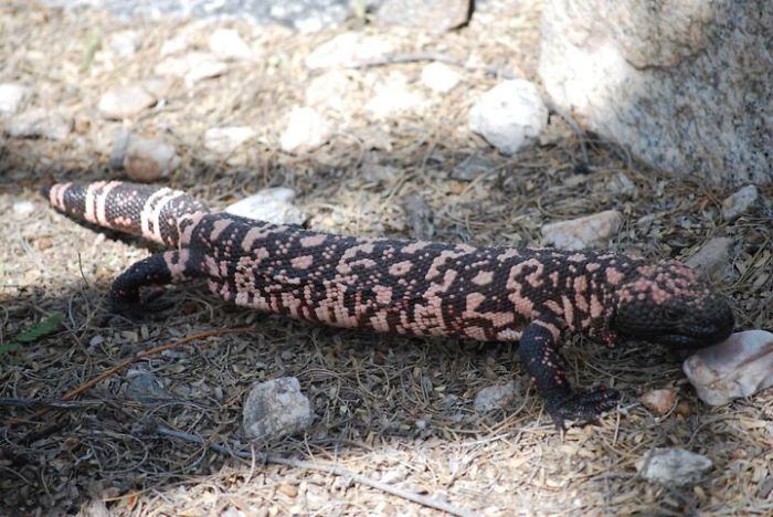 Gila Monster