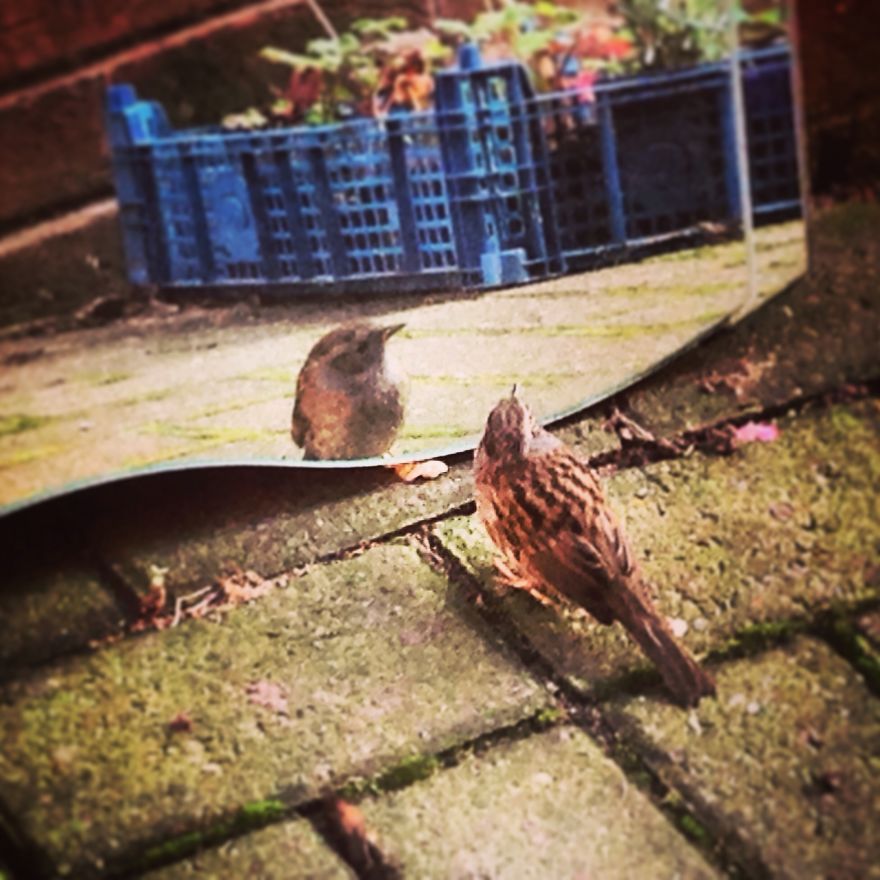 Let Me Check My Feathers