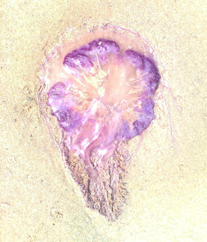 Death Can Be Beautiful...