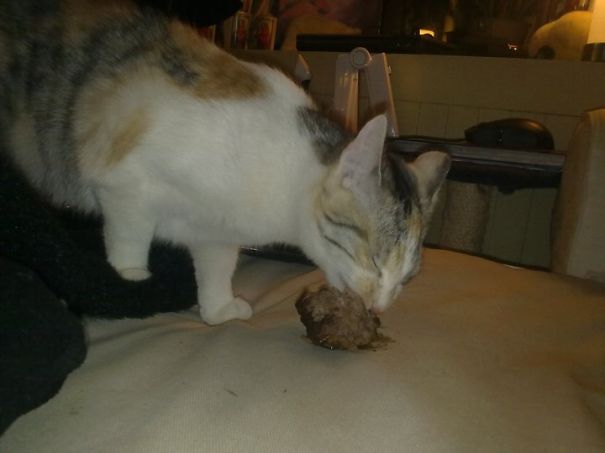 She Stole A Meatball And Then Stained Our Sofa With It..