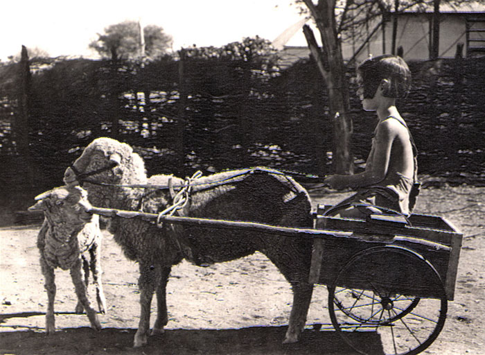 Outback Western Australia. 1945. Dad Made The Cart For Out Pet Sheep.
