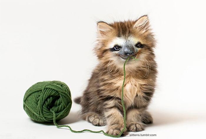 kittens-sloths-combined-slittens-30