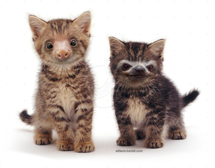 kittens-sloths-combined-slittens-31