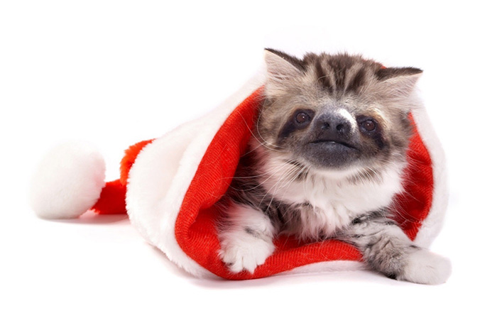 kittens-sloths-combined-slittens-32