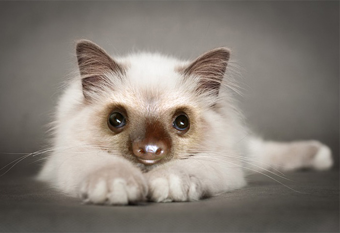 kittens-sloths-combined-slittens-34 kittens-sloths-combined-slittens-34