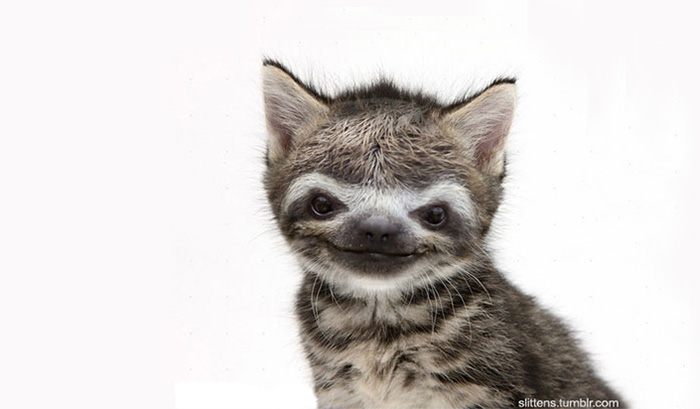 kittens-sloths-combined-slittens-36