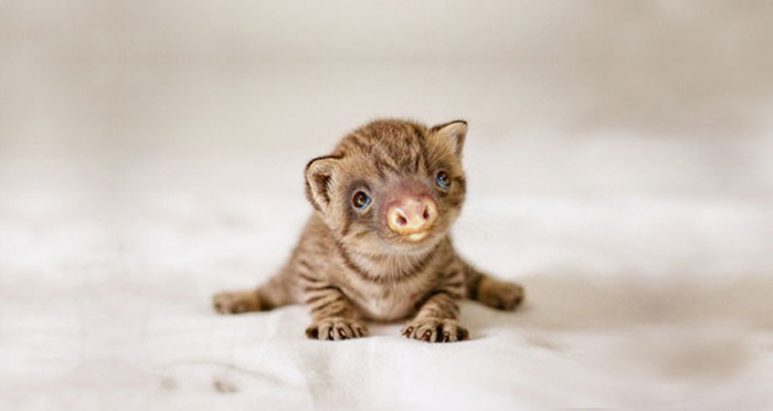 kittens-sloths-combined-slittens-37