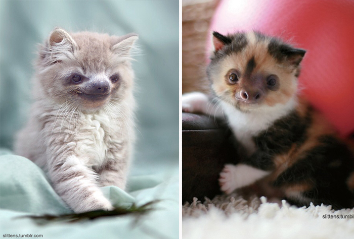 kittens-sloths-combined-slittens-38