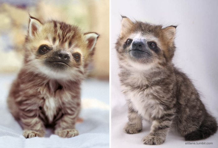 kittens-sloths-combined-slittens-39