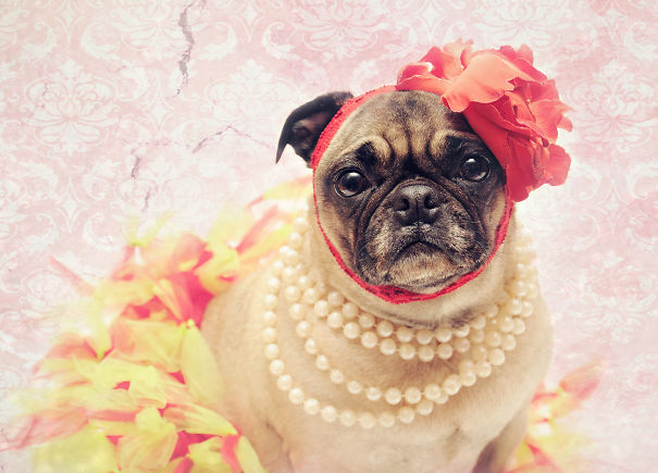 Debutante Pug
