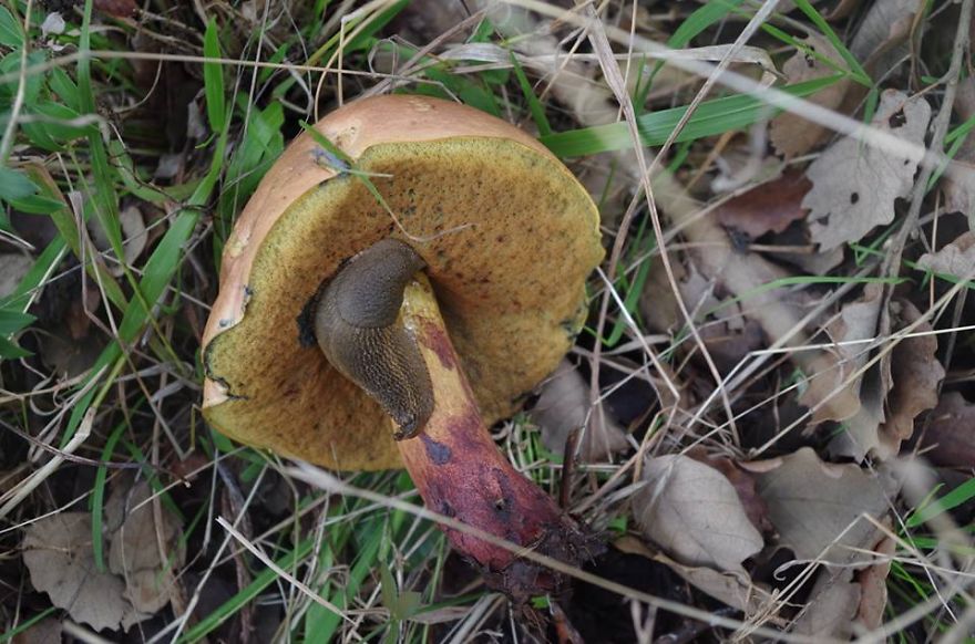 Boletus Queletii With A Slug