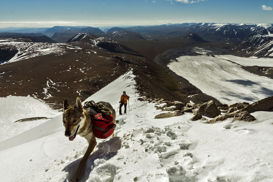 Going For A Travel? Take Your Dog With You.You Won't Regret It!