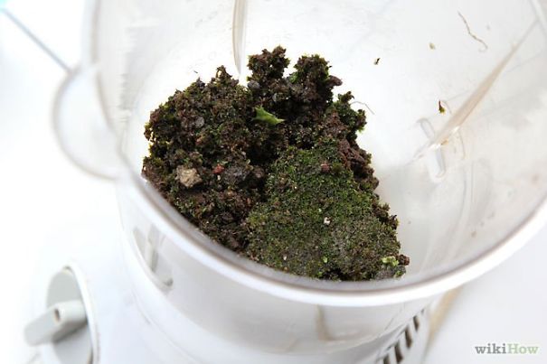 Moss Graffiti: The Coolest DIY Project Ever Moss Graffiti: The Coolest DIY Project Ever