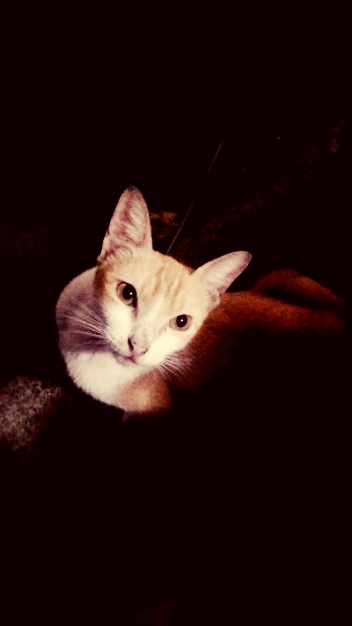 Ridiculously Photogenic Cat