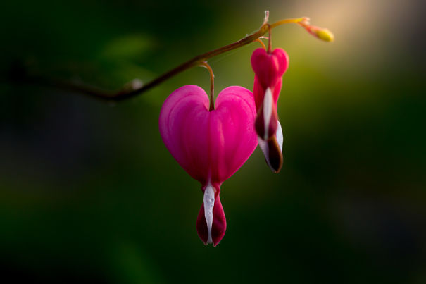 Unique Flower Photography Unlike Anything You've Seen Before