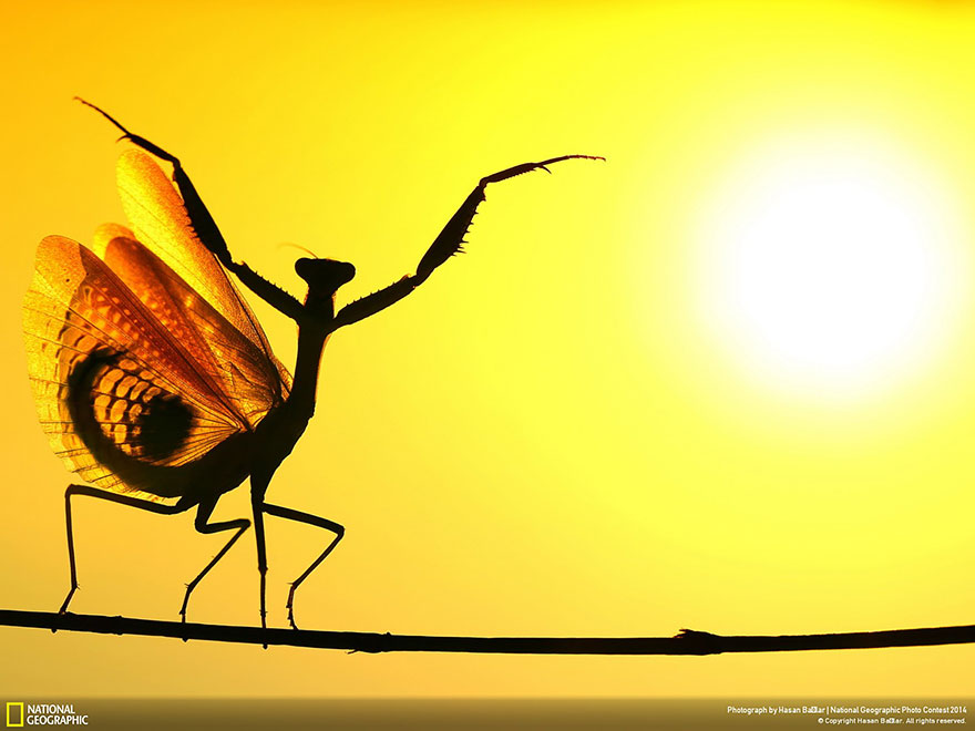 national-geographic-photo-contest-2014-photography-11 national-geographic-photo-contest-2014-photography-11