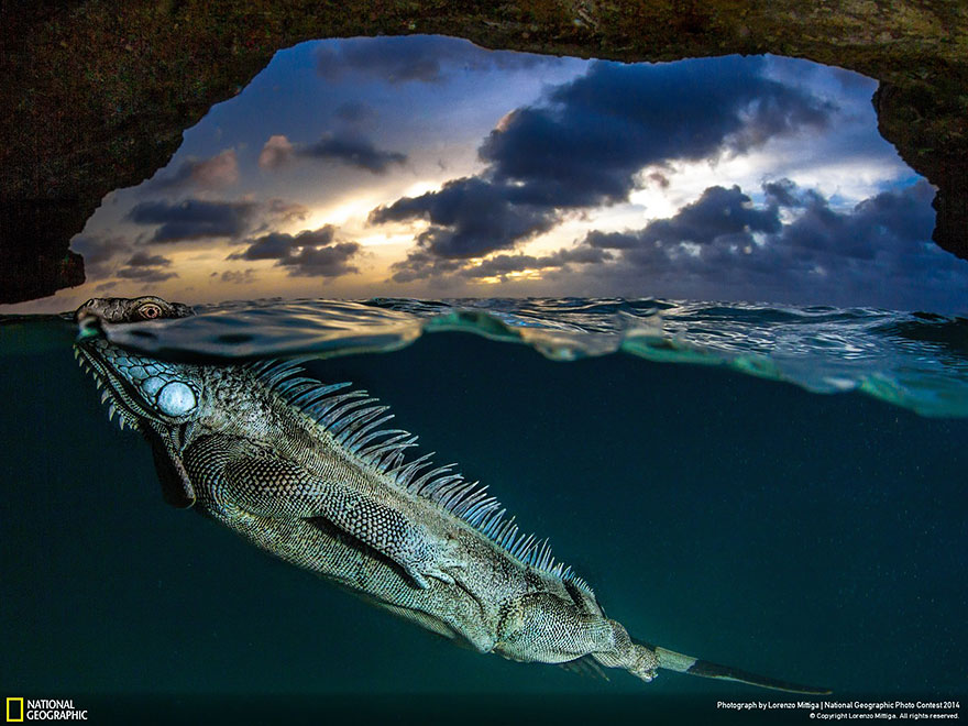 national-geographic-photo-contest-2014-photography-16 national-geographic-photo-contest-2014-photography-16