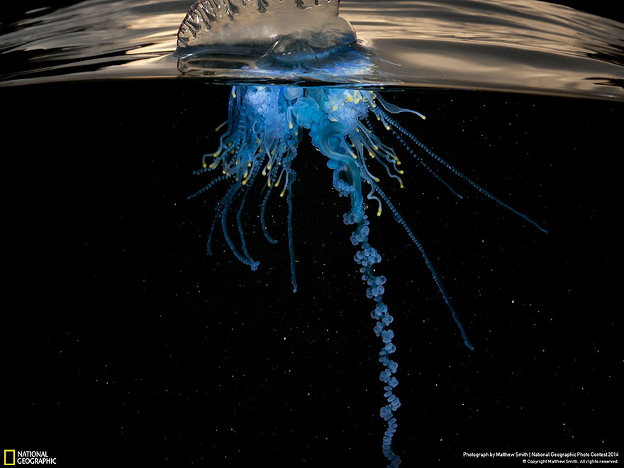 national-geographic-photo-contest-2014-photography-17 national-geographic-photo-contest-2014-photography-17