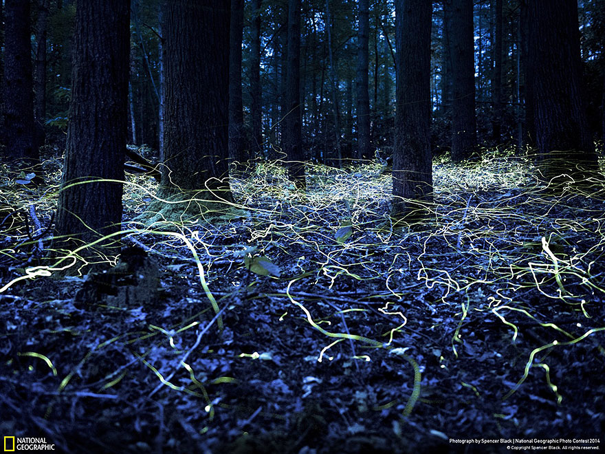 national-geographic-photo-contest-2014-photography-2 national-geographic-photo-contest-2014-photography-2