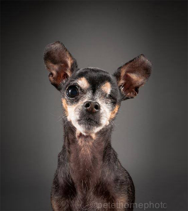old-dog-portrait-photography-old-faithful-pete-thorne-1 old-dog-portrait-photography-old-faithful-pete-thorne-1