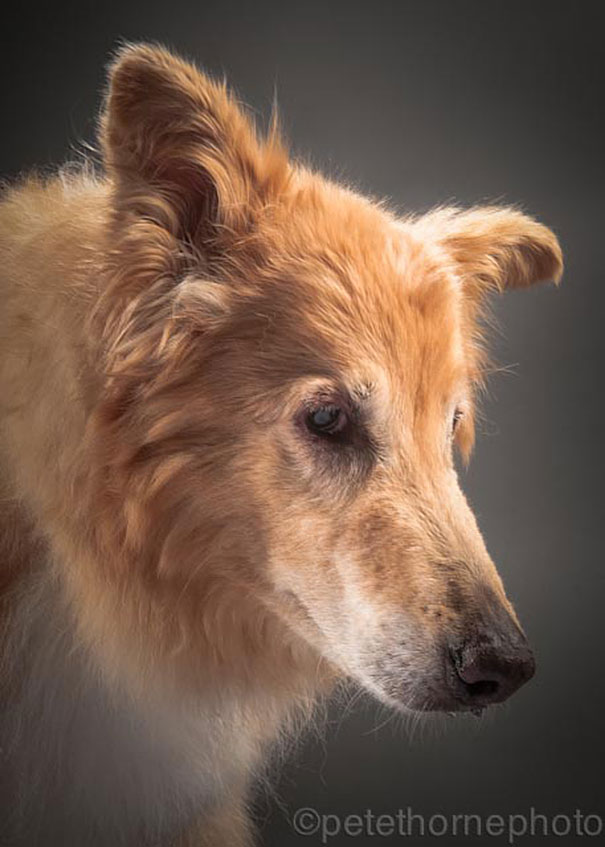 old-dog-portrait-photography-old-faithful-pete-thorne-12 old-dog-portrait-photography-old-faithful-pete-thorne-12