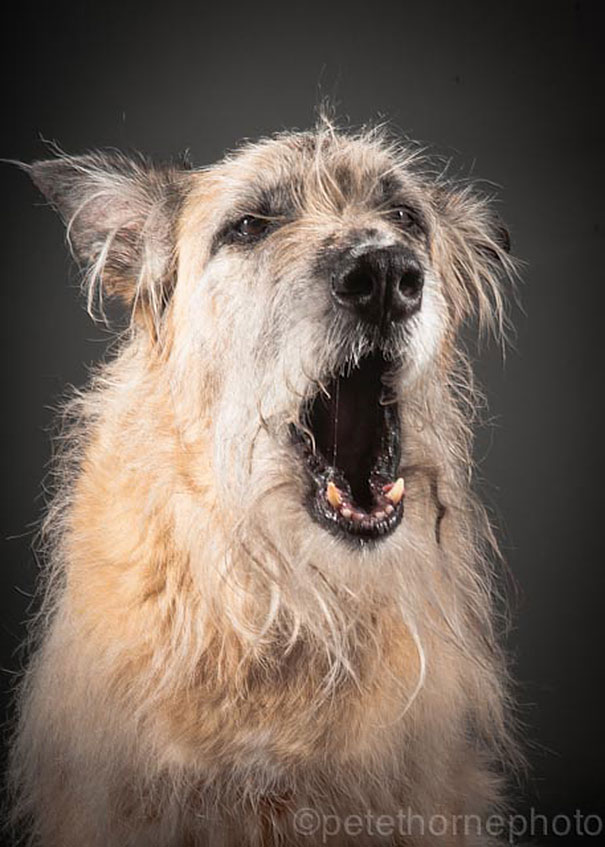 old-dog-portrait-photography-old-faithful-pete-thorne-13 old-dog-portrait-photography-old-faithful-pete-thorne-13