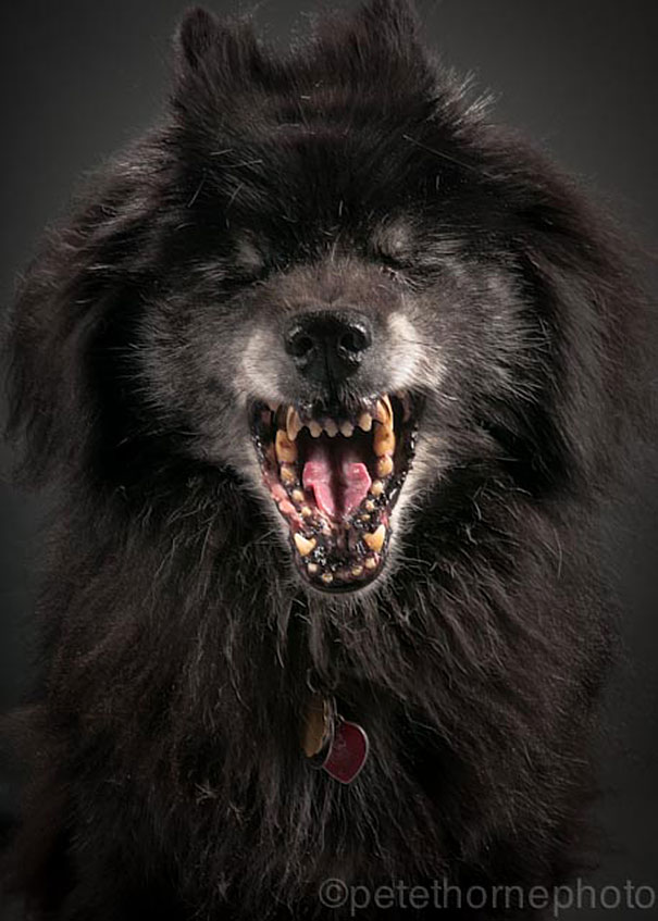 old-dog-portrait-photography-old-faithful-pete-thorne-17 old-dog-portrait-photography-old-faithful-pete-thorne-17