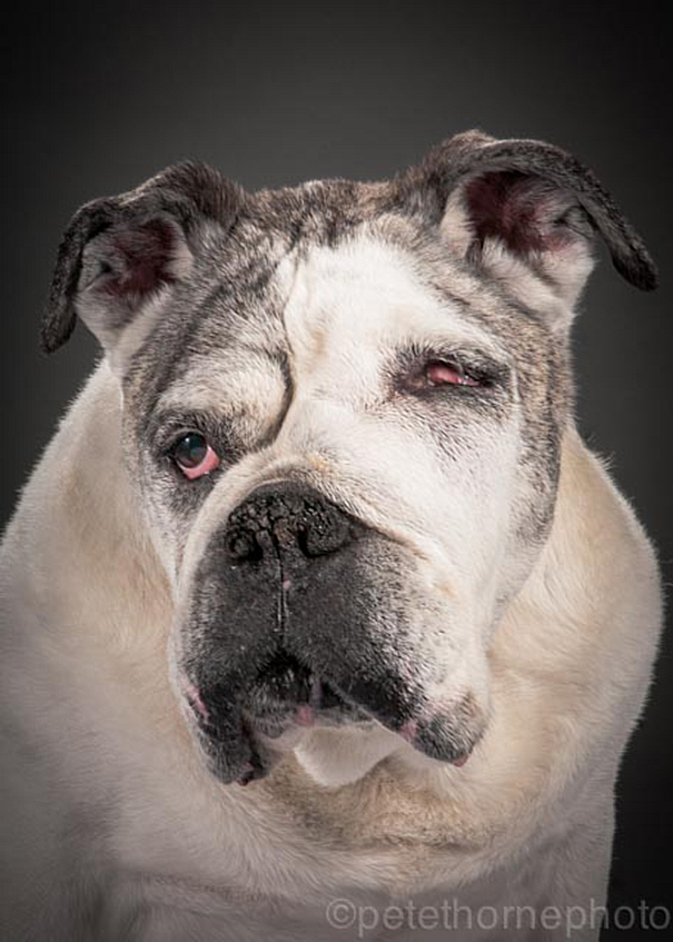 old-dog-portrait-photography-old-faithful-pete-thorne-2