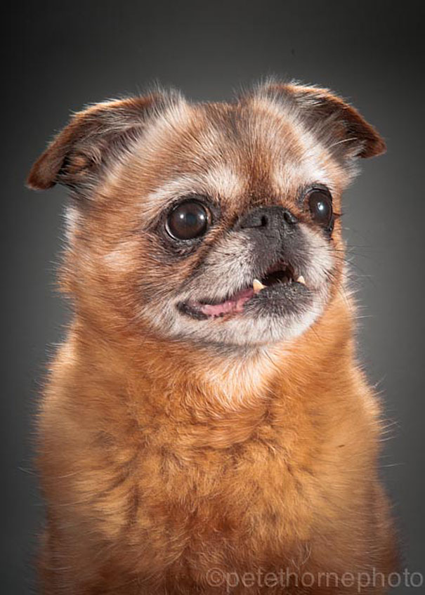 old-dog-portrait-photography-old-faithful-pete-thorne-4 old-dog-portrait-photography-old-faithful-pete-thorne-4