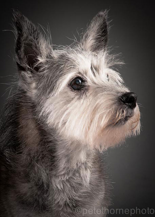 old-dog-portrait-photography-old-faithful-pete-thorne-8 old-dog-portrait-photography-old-faithful-pete-thorne-8